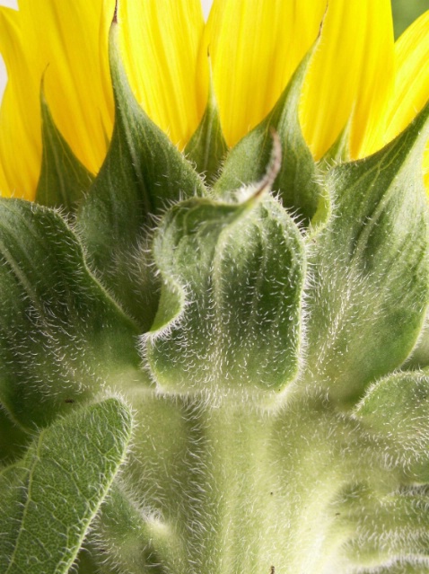 Sunflower - ID: 2737335 © Paula E. Marsili