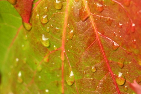 Rain drops on color and veins