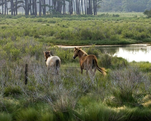 Ponies Of Chincoteague - ID: 2743661 © Marilyn S. Neel