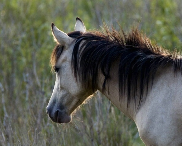 Chincoteague Pony - ID: 2743663 © Marilyn S. Neel
