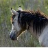 © Marilyn S. Neel PhotoID # 2743663: Chincoteague Pony