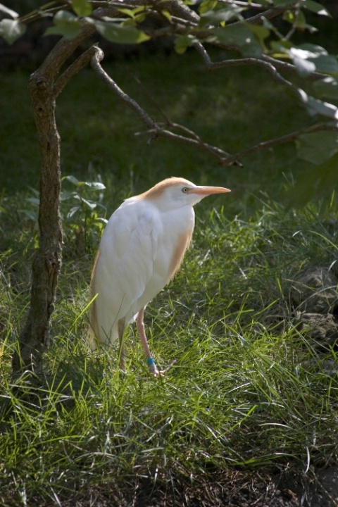 Cattle Egret