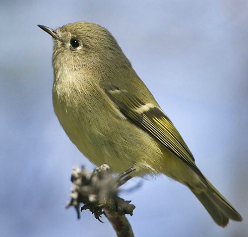 Ruby Crowned Kinglet - ID: 2744870 © John Tubbs