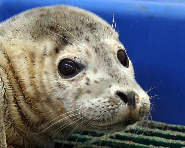Baby Harbor Seal - ID: 2745007 © Claudia/Theo Bodmer