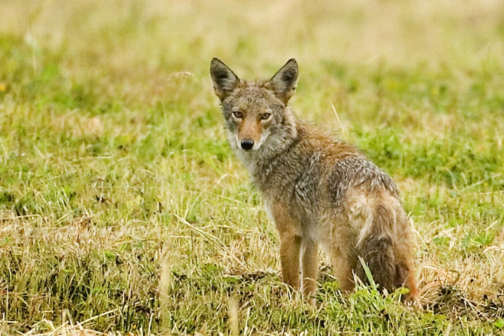 Coyote Stare - ID: 2747065 © John Tubbs