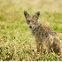 2Coyote Stare - ID: 2747065 © John Tubbs