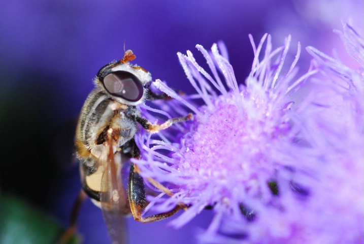 Purple Pollen-eater