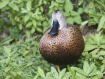 The round duck
