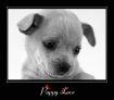 Puppy Love 2