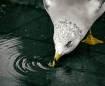 Fresh Water Gull