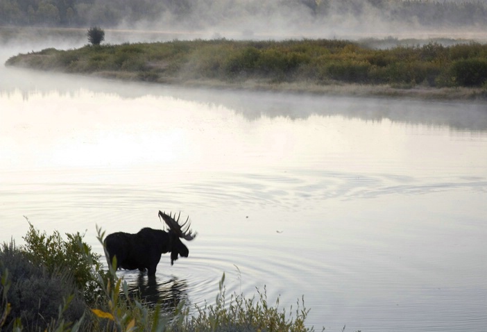 Moose at the Water