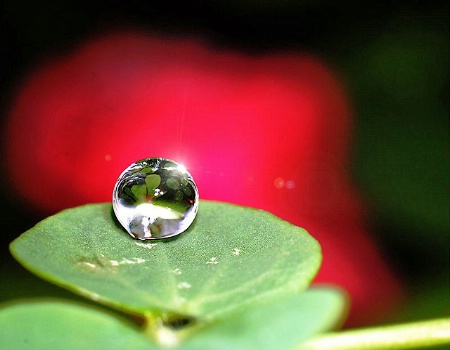 Dew Drop