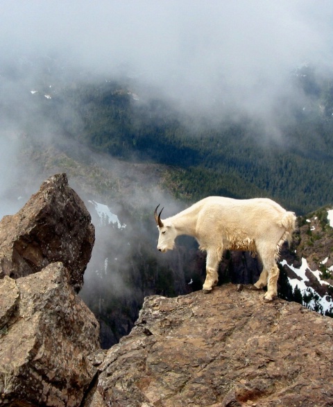Mountain Goat on top of Mt. Ellinor