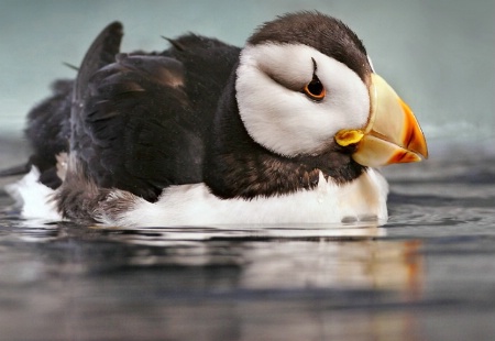 Horned Puffin