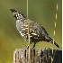 2California Quail - ID: 2754930 © John Tubbs