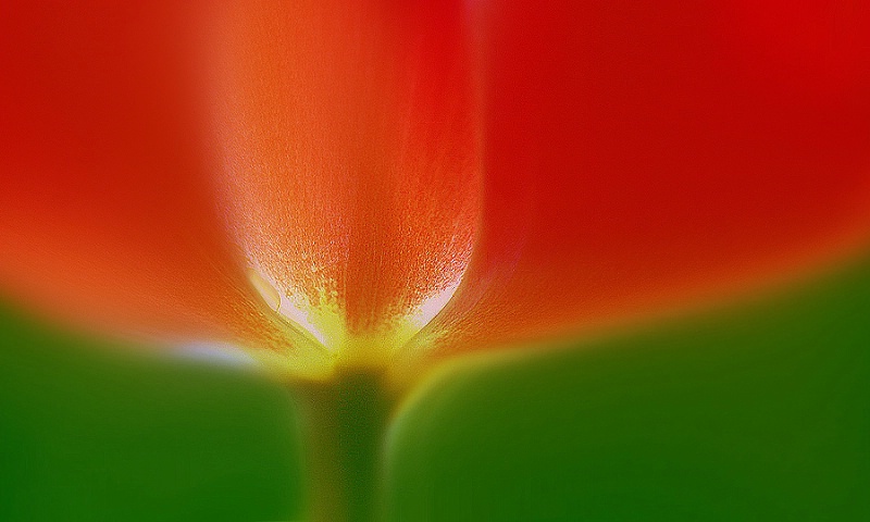 Radiant Tulip