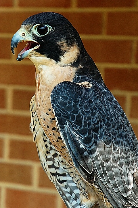 Peregrine Falcon