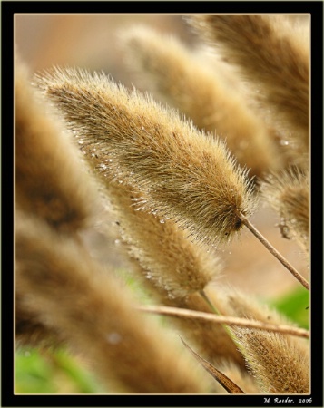 Swaying in the wind...