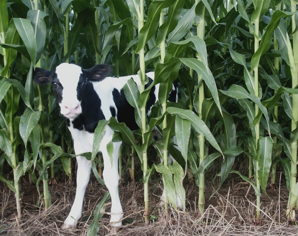 Calf in the corn