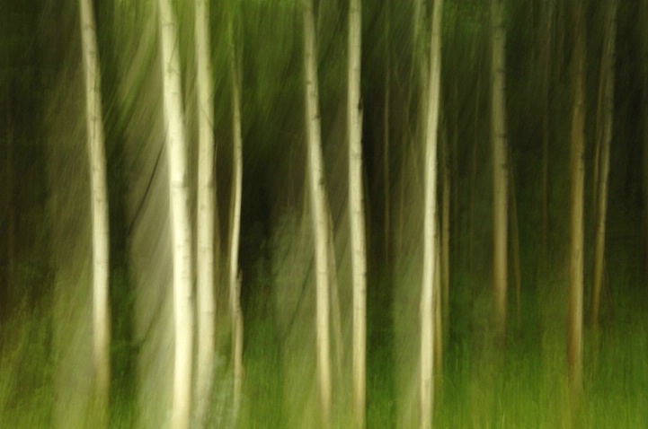 Aspen Forest 3 - ID: 2756670 © Karen L. Messick