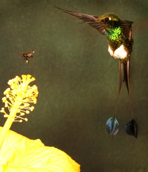 Booted Racket-tail and Friend