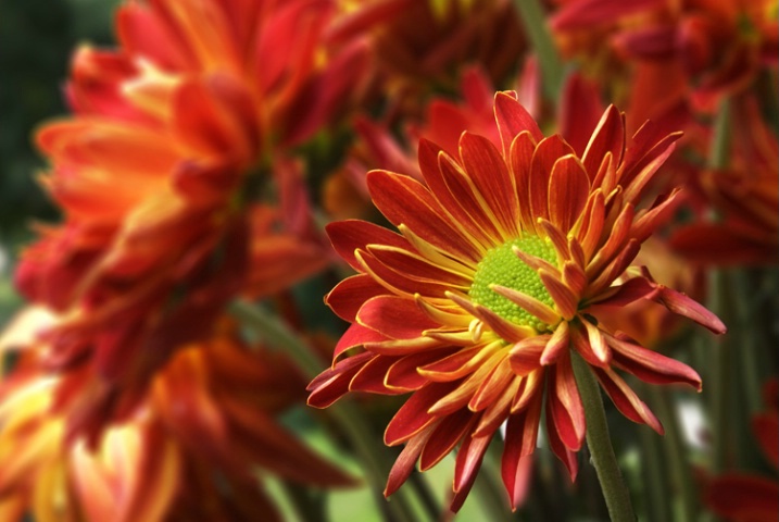 Garden Mums - ID: 2757992 © Laurie Daily