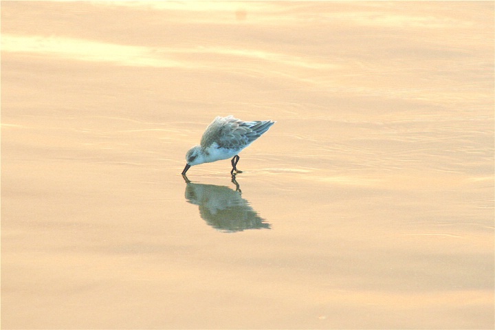 ocean bird