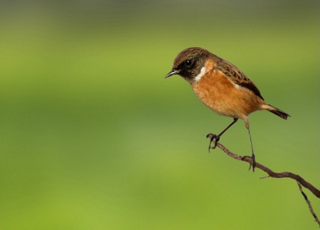 Saxicola torquata