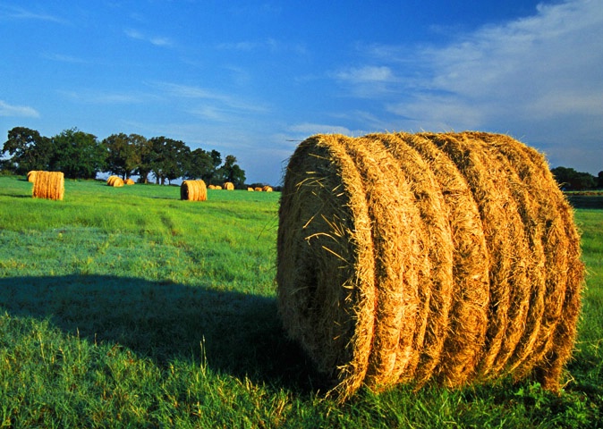 Haybales at First Light