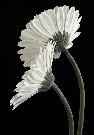 Gerbera