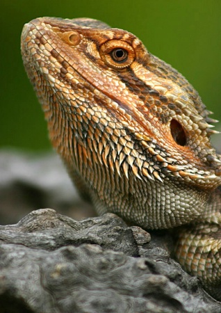 Bearded Dragon