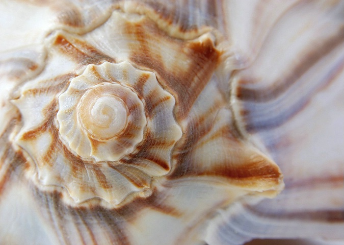 Seashell Swirl