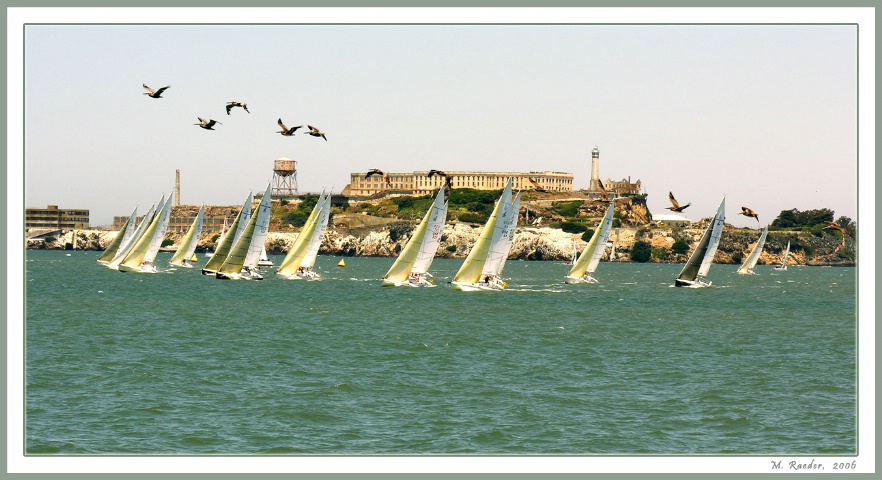 Pelicans over Alcatraz