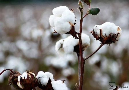 In Fields of White