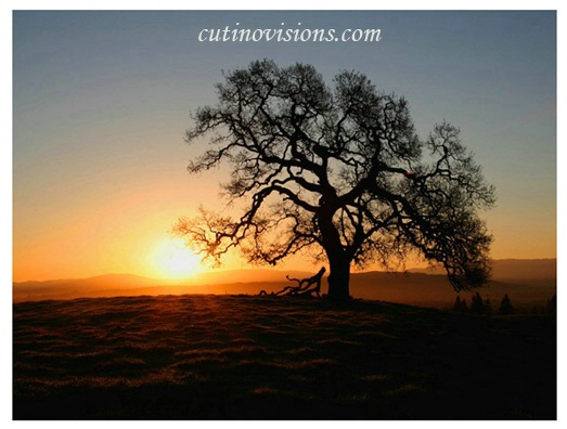 Oak Sunset - ID: 2766694 © Paul Cutino