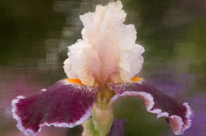 Bearded Liaison - Iris