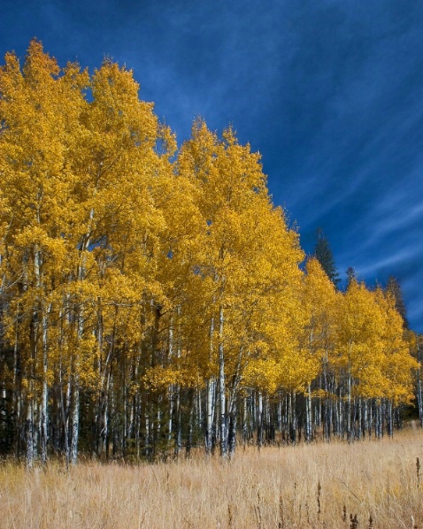 Fall in Rocky Mountain National Park