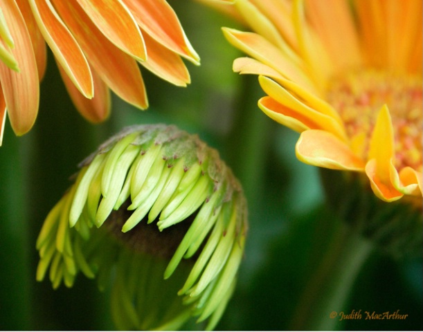 Gerbera Petal Trio