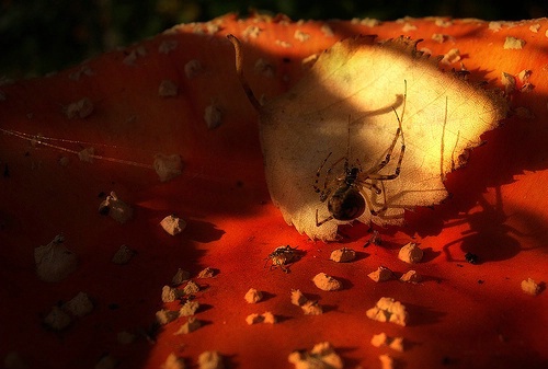 Fungi arachni poloni