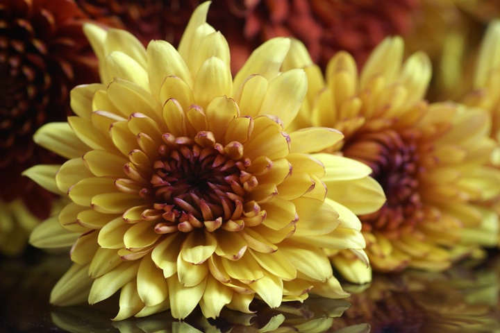 Chrysanthemums