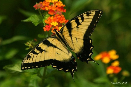 Winged Friend