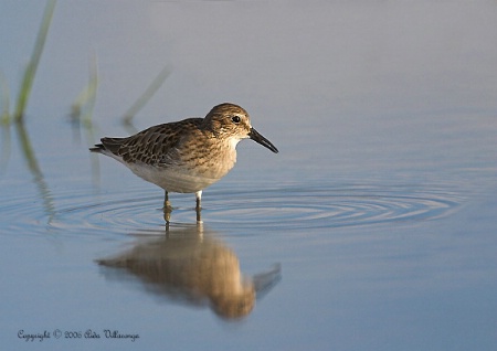 Shorebird