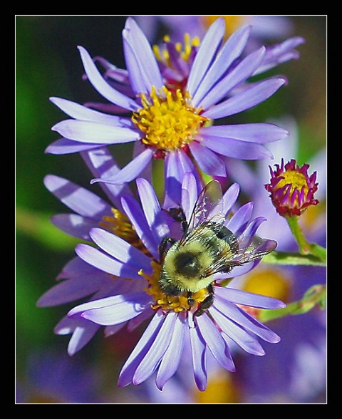 Bumble Bees and Flower