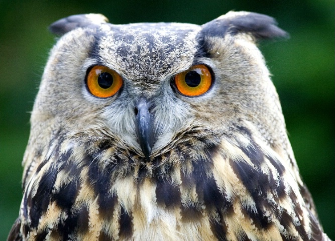 Eagle-Owl2