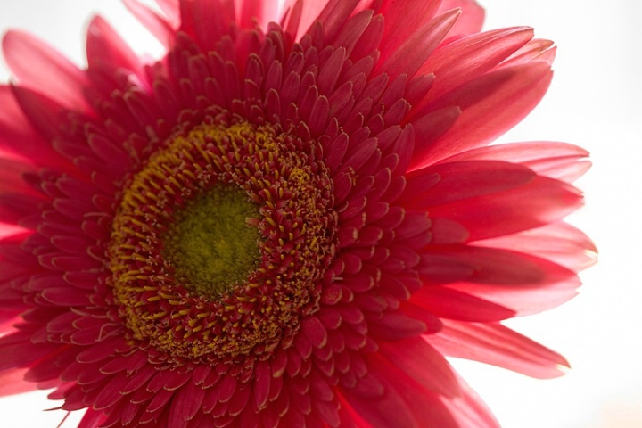 Gerbera Shining