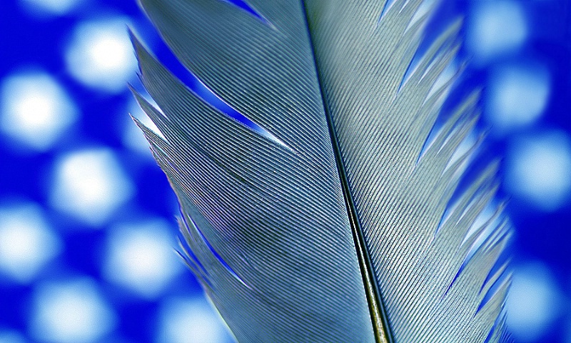 Silver Feather