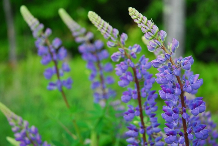 Lupines- Gray, ME