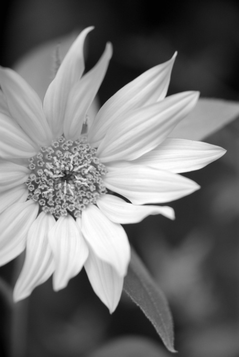 Sunflower B&W