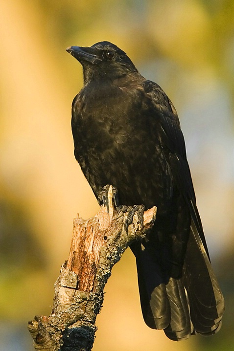 American Crow - ID: 2779545 © John Tubbs