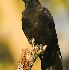 2American Crow - ID: 2779545 © John Tubbs